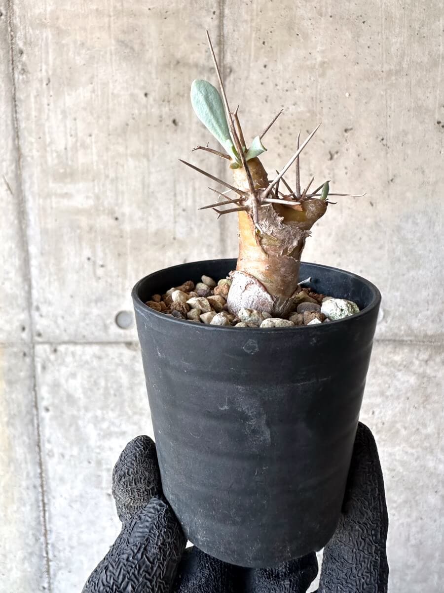 【現品限り】オトンナ・ユーフォルビオイデス【M46】 Othonna euphorbioides