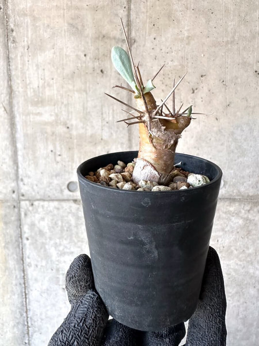 【現品限り】オトンナ・ユーフォルビオイデス【M46】 Othonna euphorbioides