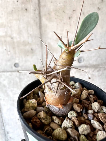 【現品限り】オトンナ・ユーフォルビオイデス【M46】 Othonna euphorbioides