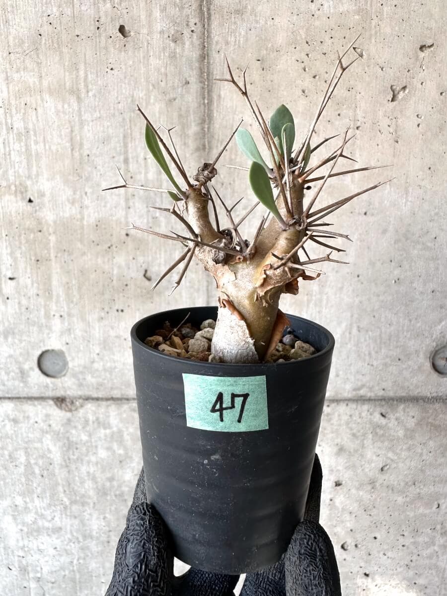 【現品限り】オトンナ・ユーフォルビオイデス【M47】 Othonna euphorbioides