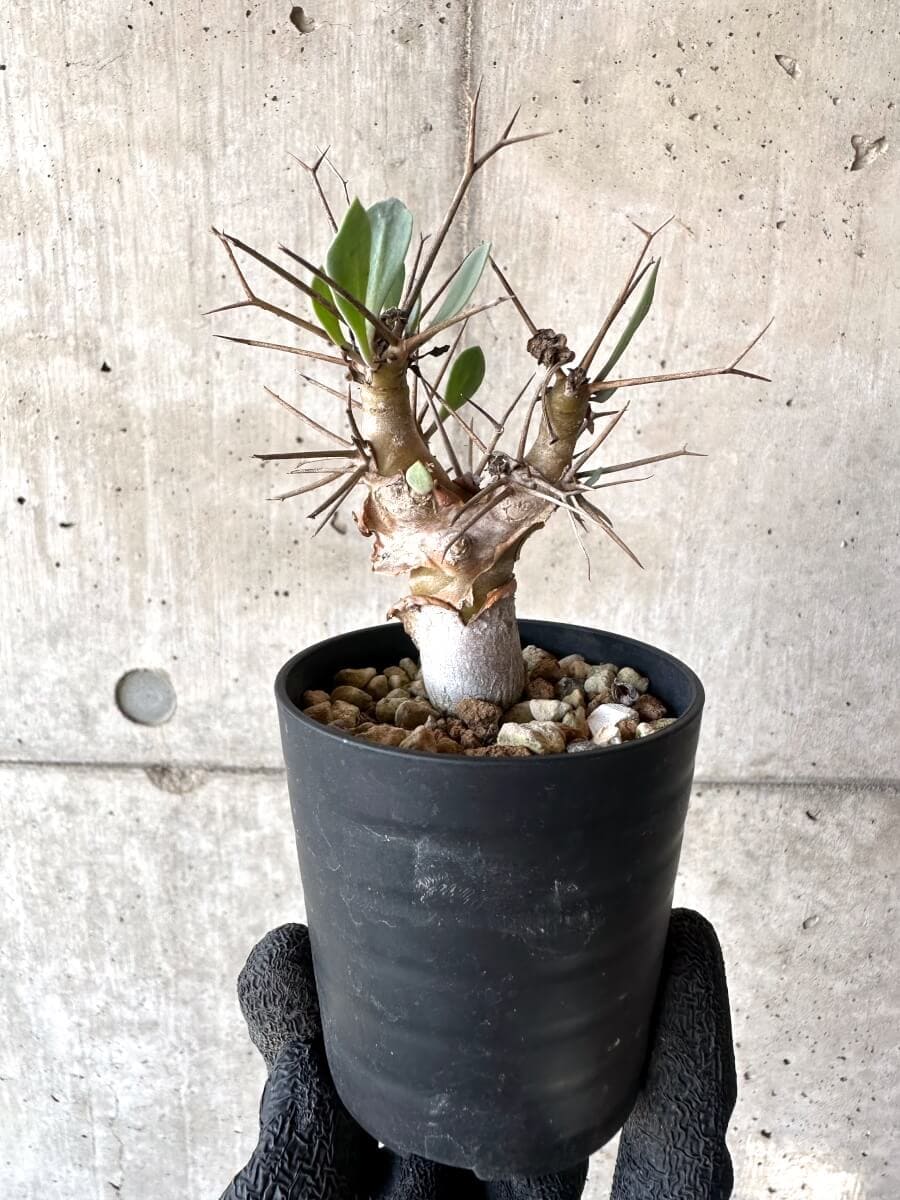 【現品限り】オトンナ・ユーフォルビオイデス【M47】 Othonna euphorbioides