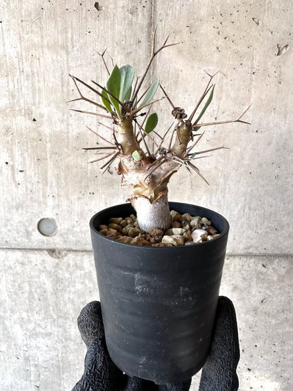 【現品限り】オトンナ・ユーフォルビオイデス【M47】 Othonna euphorbioides