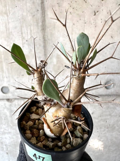 【現品限り】オトンナ・ユーフォルビオイデス【M47】 Othonna euphorbioides