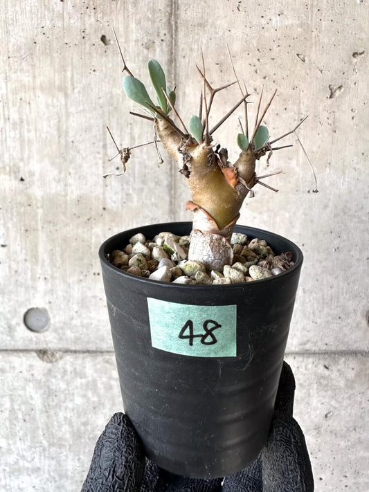 【現品限り】オトンナ・ユーフォルビオイデス【M48】 Othonna euphorbioides