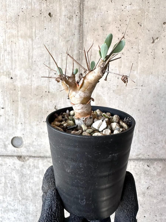 【現品限り】オトンナ・ユーフォルビオイデス【M48】 Othonna euphorbioides
