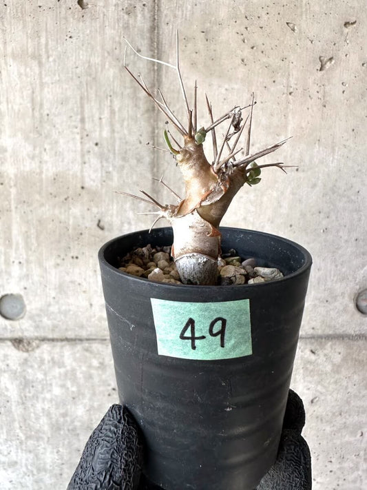 【現品限り】オトンナ・ユーフォルビオイデス【M49】 Othonna euphorbioides