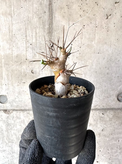 【現品限り】オトンナ・ユーフォルビオイデス【M49】 Othonna euphorbioides