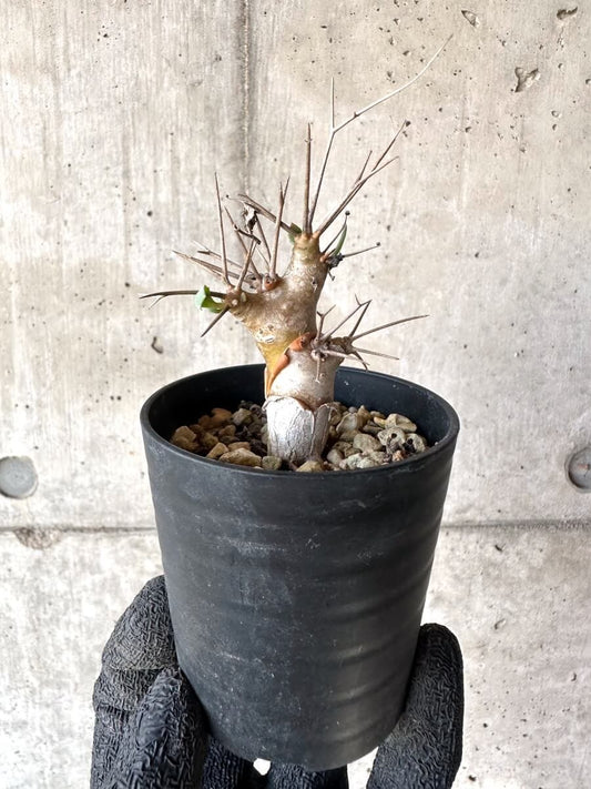 【現品限り】オトンナ・ユーフォルビオイデス【M49】 Othonna euphorbioides