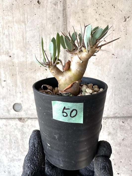 【現品限り】オトンナ・ユーフォルビオイデス【M50】 Othonna euphorbioides
