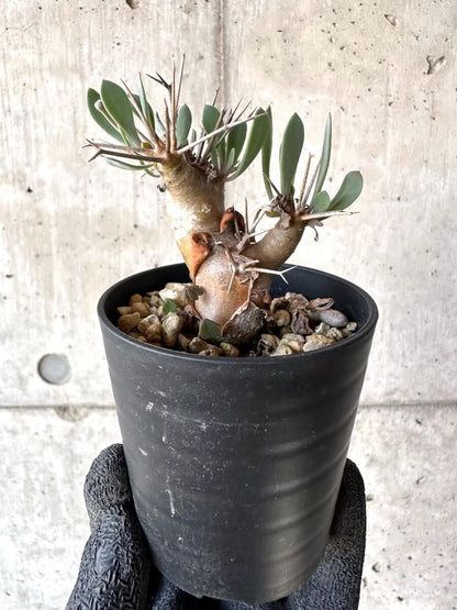 【現品限り】オトンナ・ユーフォルビオイデス【M50】 Othonna euphorbioides