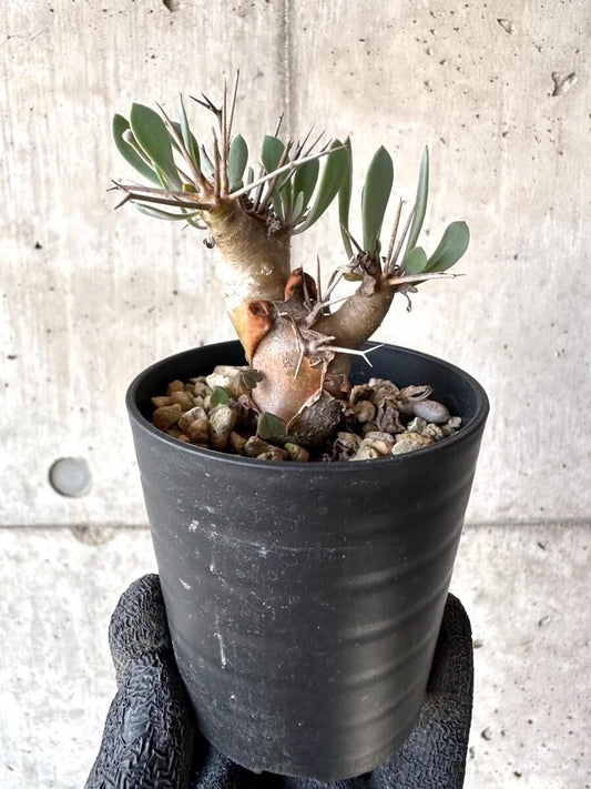 【現品限り】オトンナ・ユーフォルビオイデス【M50】 Othonna euphorbioides