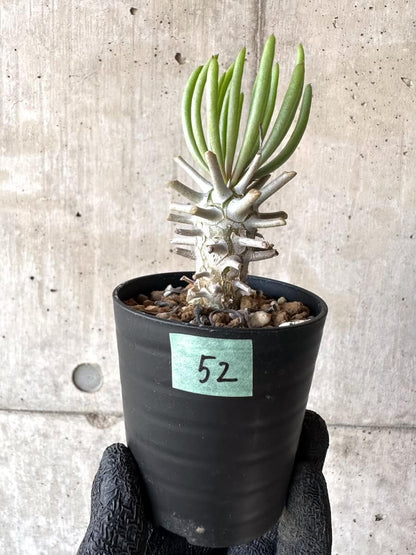 【現品限り】チレコドン・ワリチー【M52】 Tylecodon wallichii