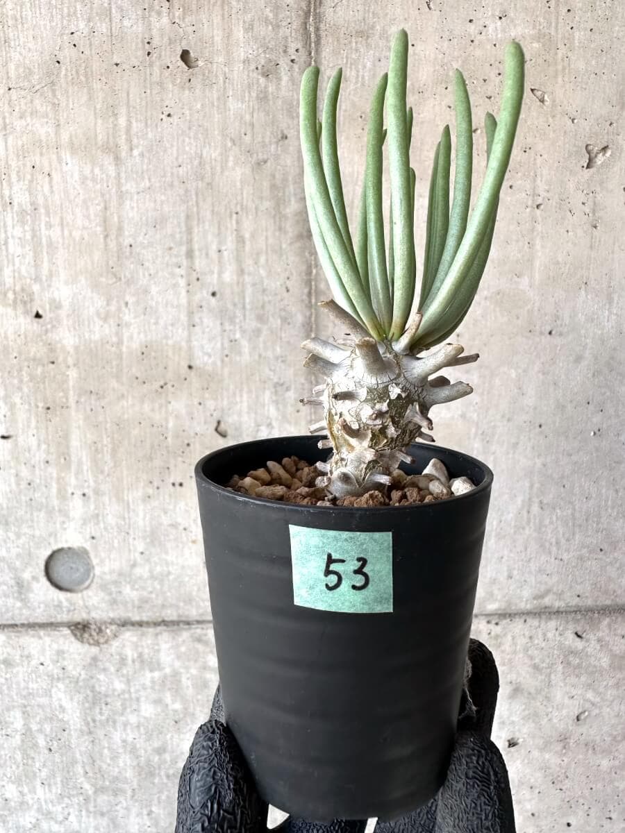 【現品限り】チレコドン・ワリチー【M53】 Tylecodon wallichii