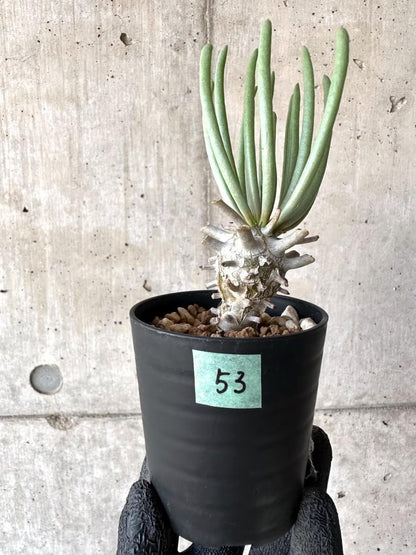 【現品限り】チレコドン・ワリチー【M53】 Tylecodon wallichii