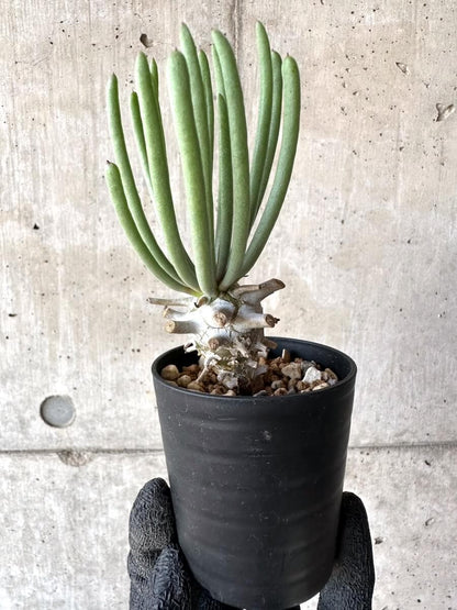 【現品限り】チレコドン・ワリチー【M53】 Tylecodon wallichii