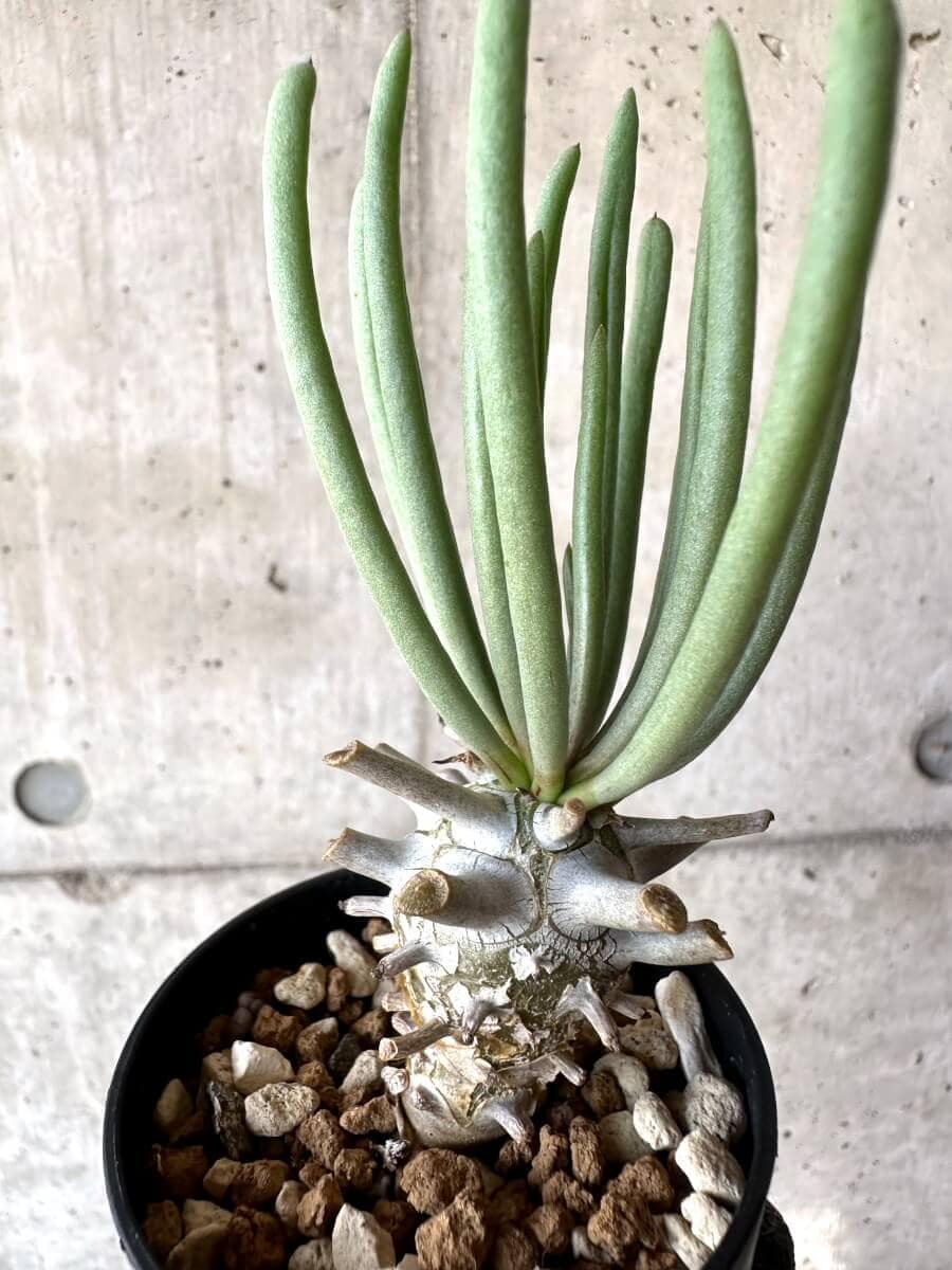 【現品限り】チレコドン・ワリチー【M53】 Tylecodon wallichii