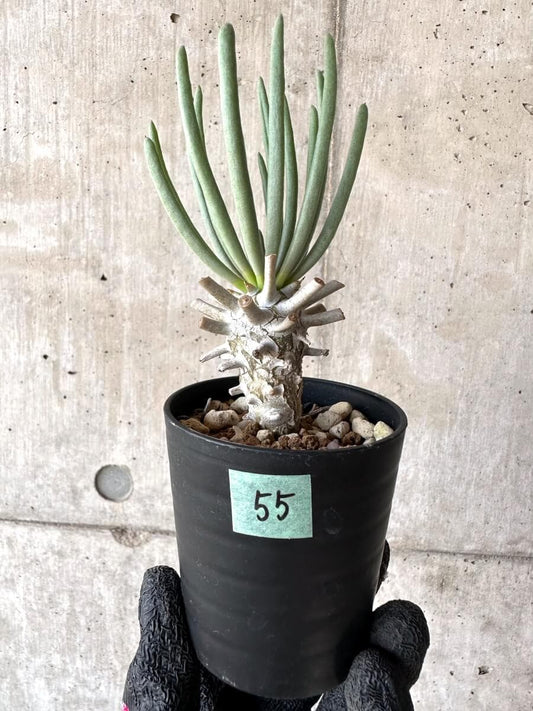 【現品限り】チレコドン・ワリチー【M55】 Tylecodon wallichii