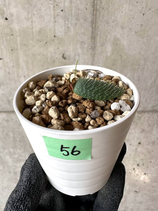 【現品限り】ブルンスヴィギア・ナマクアナ【M56】 Brunsvigia namaquana