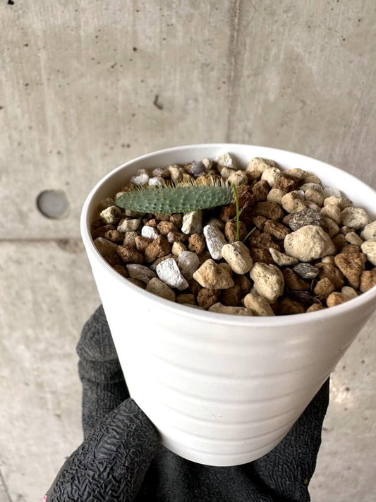 【現品限り】ブルンスヴィギア・ナマクアナ【M56】 Brunsvigia namaquana