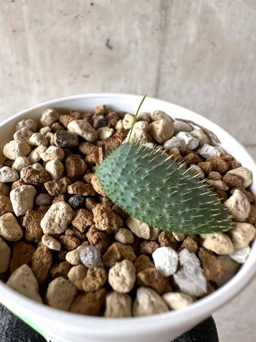 【現品限り】ブルンスヴィギア・ナマクアナ【M56】 Brunsvigia namaquana