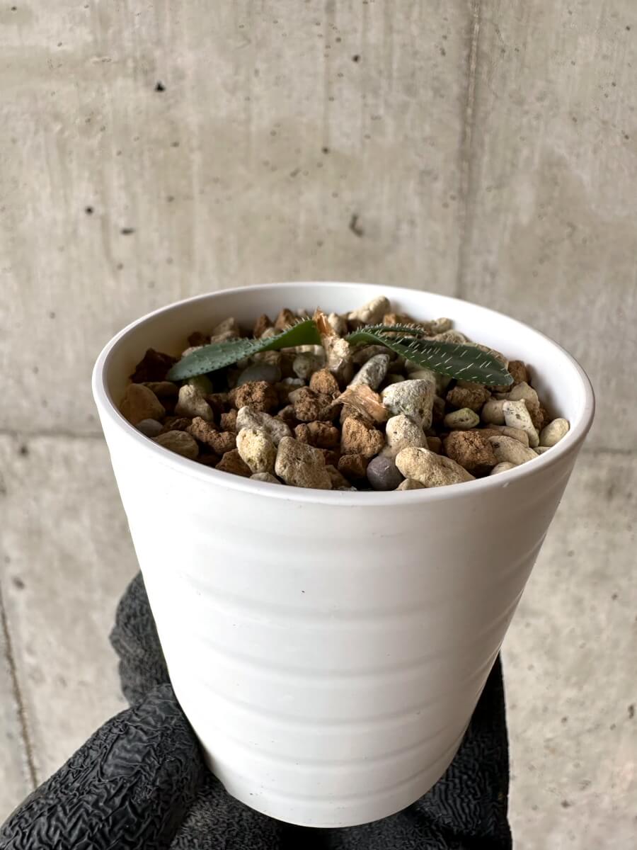 【現品限り】ブルンスヴィギア・ナマクアナ【M57】 Brunsvigia namaquana