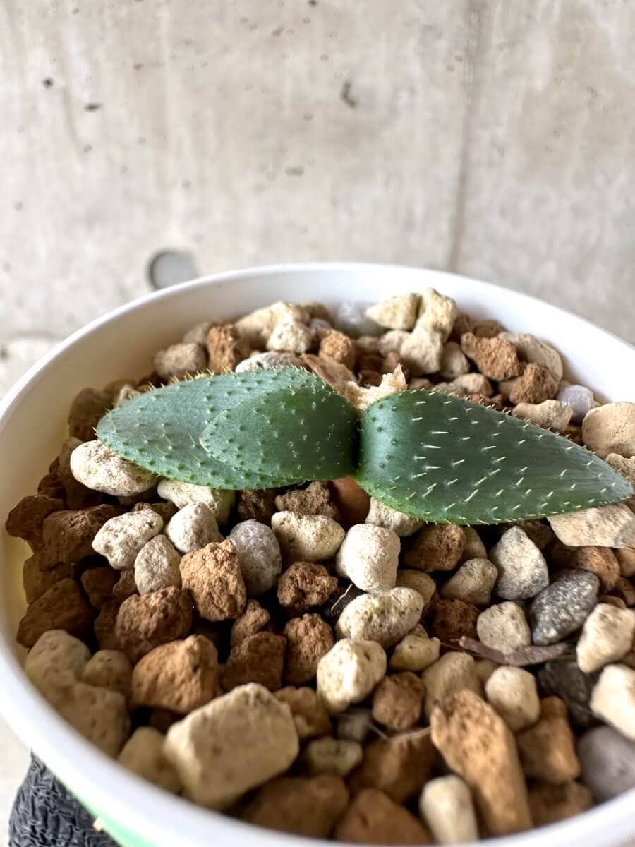 【現品限り】ブルンスヴィギア・ナマクアナ【M57】 Brunsvigia namaquana