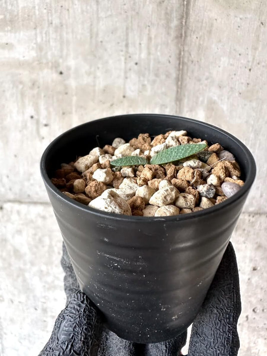 【現品限り】ブルンスヴィギア・ナマクアナ【M58】 Brunsvigia namaquana