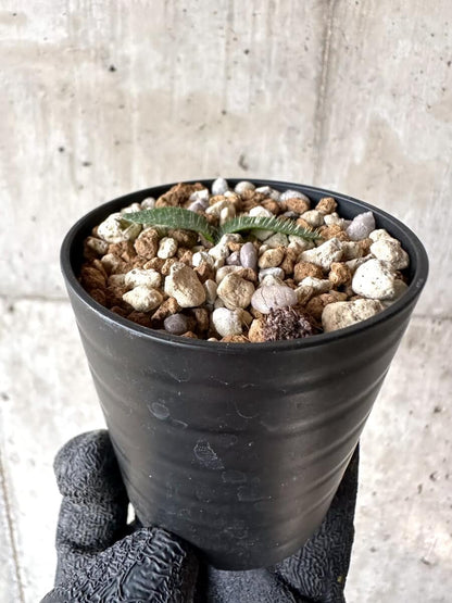 【現品限り】ブルンスヴィギア・ナマクアナ【M59】 Brunsvigia namaquana