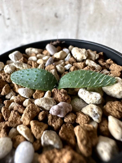 【現品限り】ブルンスヴィギア・ナマクアナ【M59】 Brunsvigia namaquana