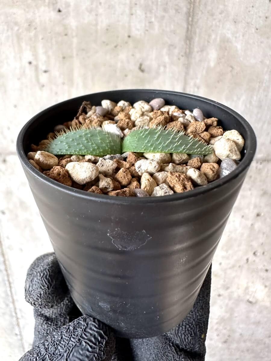 【現品限り】ブルンスヴィギア・ナマクアナ【M60】 Brunsvigia namaquana