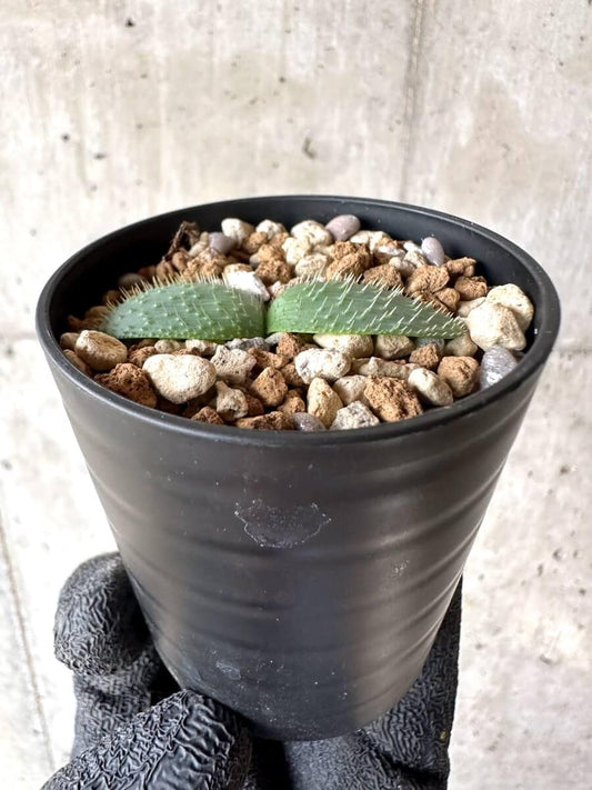 【現品限り】ブルンスヴィギア・ナマクアナ【M60】 Brunsvigia namaquana