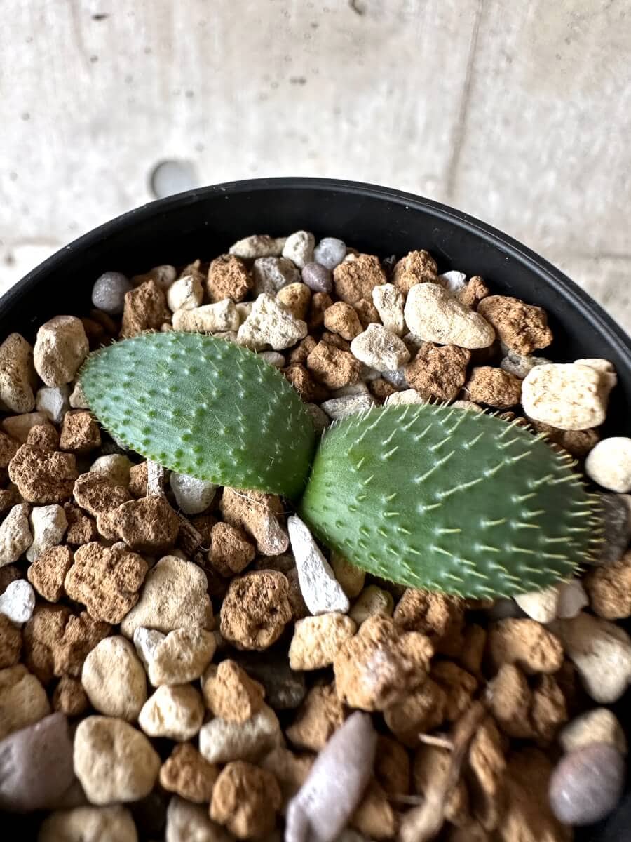 【現品限り】ブルンスヴィギア・ナマクアナ【M60】 Brunsvigia namaquana