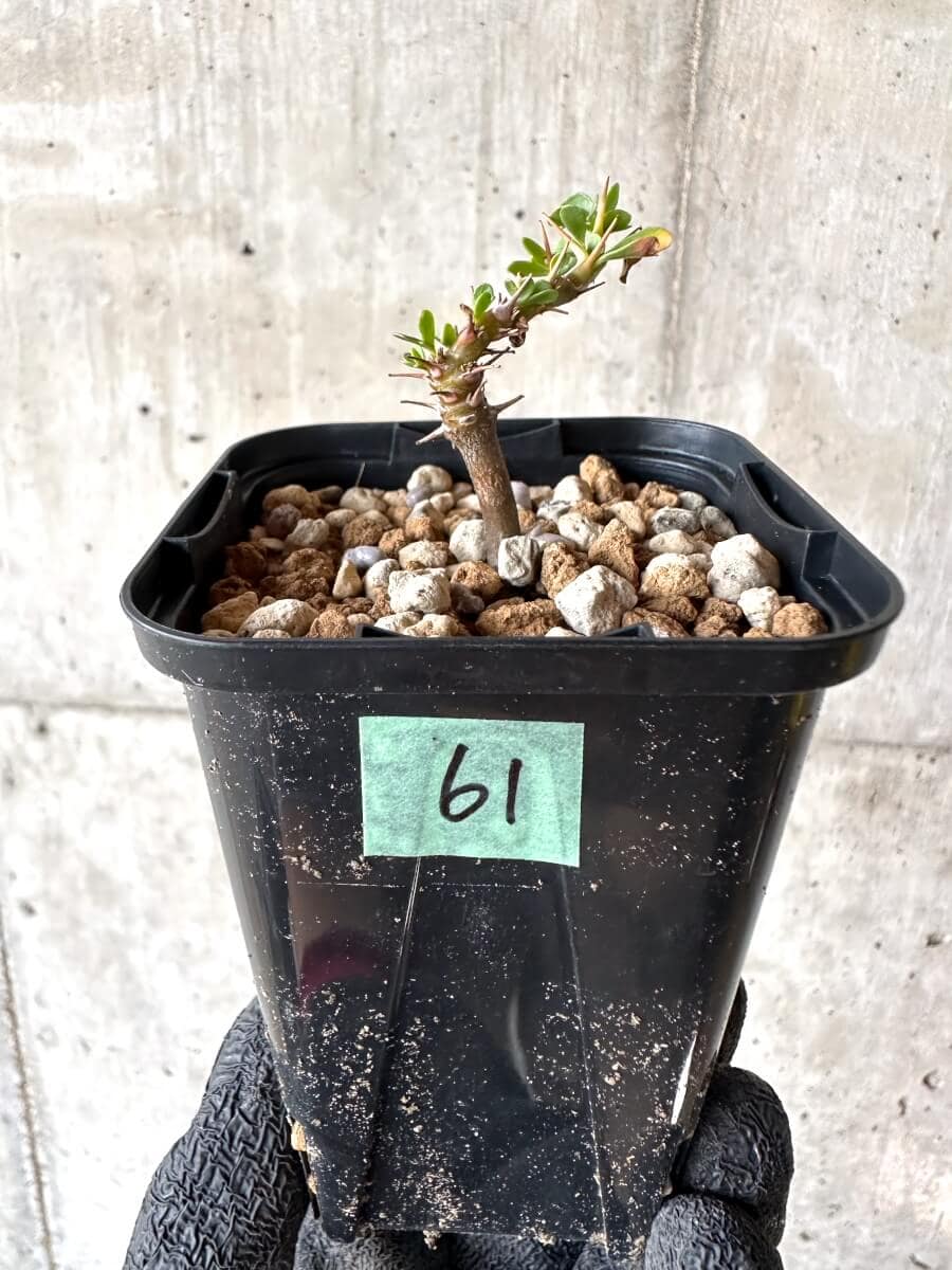 【現品限り】サルコカウロン・バンデリエティアエ【M61】 Sarcocaulon vanderietiae