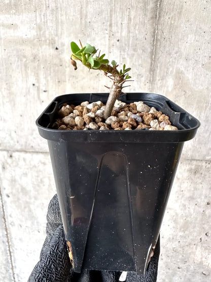 【現品限り】サルコカウロン・バンデリエティアエ【M61】 Sarcocaulon vanderietiae