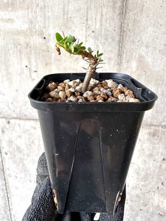 【現品限り】サルコカウロン・バンデリエティアエ【M61】 Sarcocaulon vanderietiae