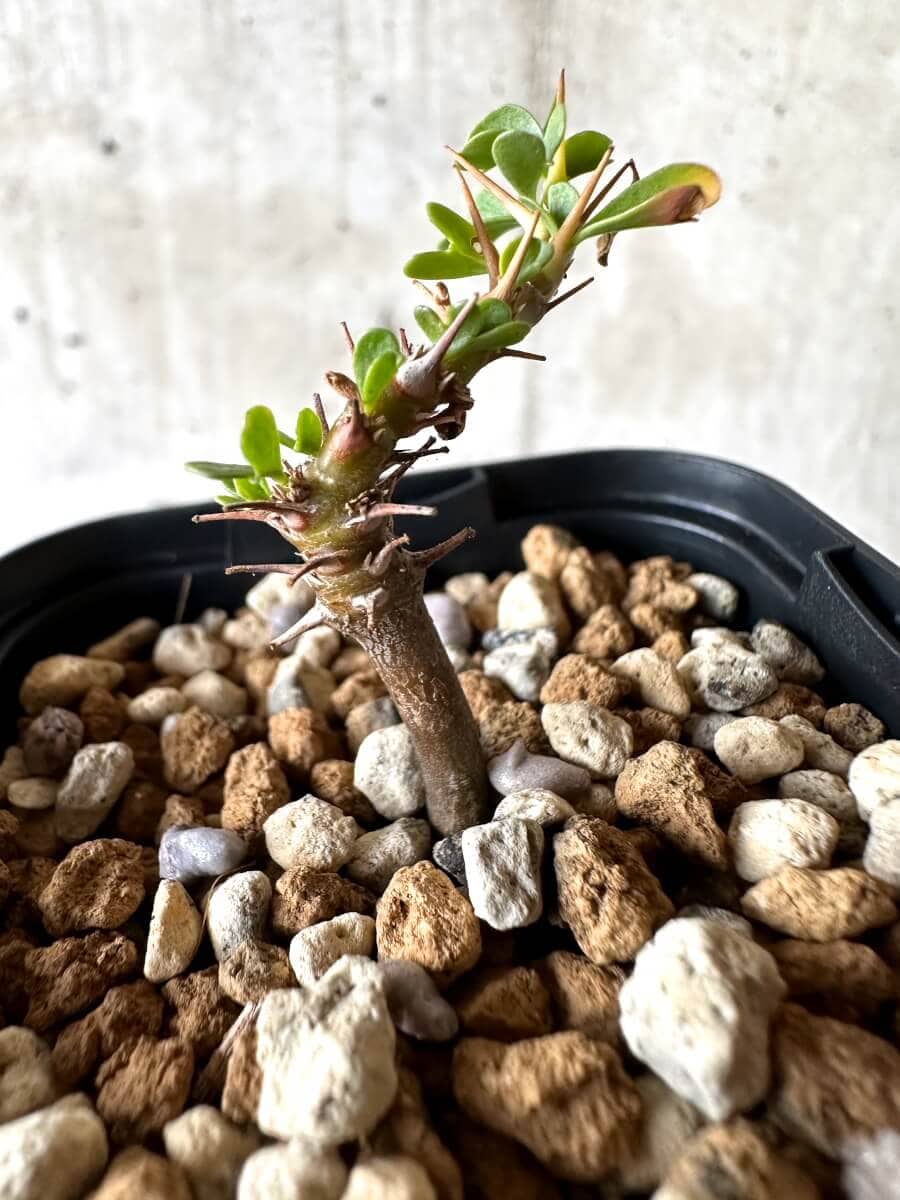 【現品限り】サルコカウロン・バンデリエティアエ【M61】 Sarcocaulon vanderietiae