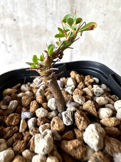 【現品限り】サルコカウロン・バンデリエティアエ【M61】 Sarcocaulon vanderietiae