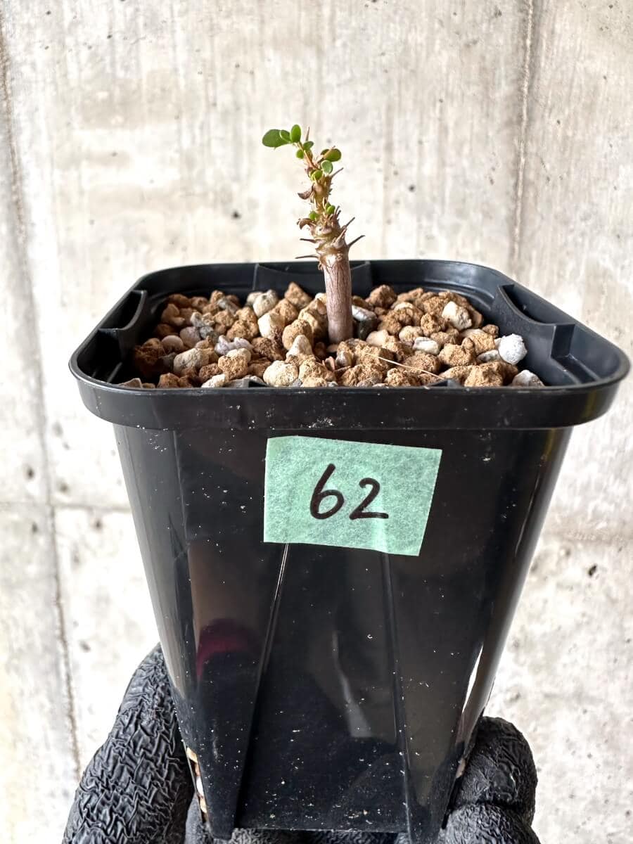 【現品限り】サルコカウロン・バンデリエティアエ【M62】 Sarcocaulon vanderietiae