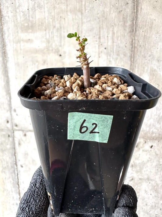 【現品限り】サルコカウロン・バンデリエティアエ【M62】 Sarcocaulon vanderietiae