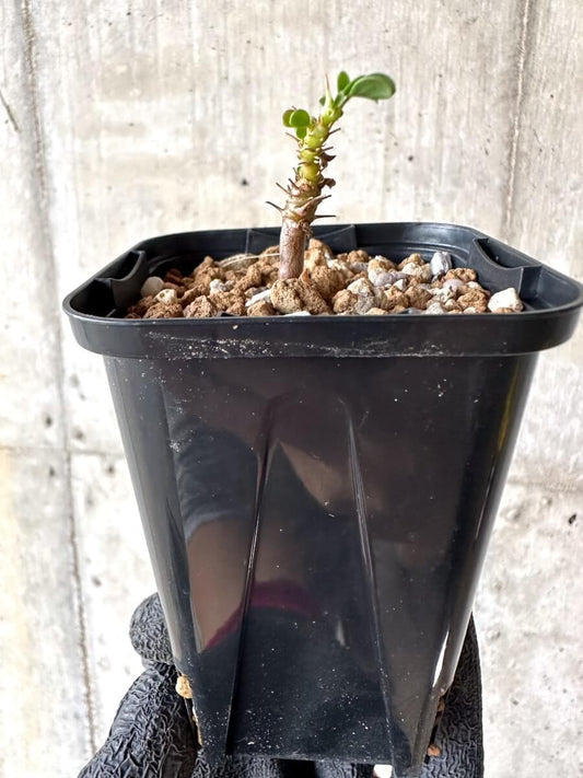 【現品限り】サルコカウロン・バンデリエティアエ【M62】 Sarcocaulon vanderietiae