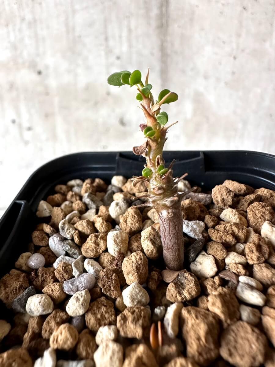 【現品限り】サルコカウロン・バンデリエティアエ【M62】 Sarcocaulon vanderietiae