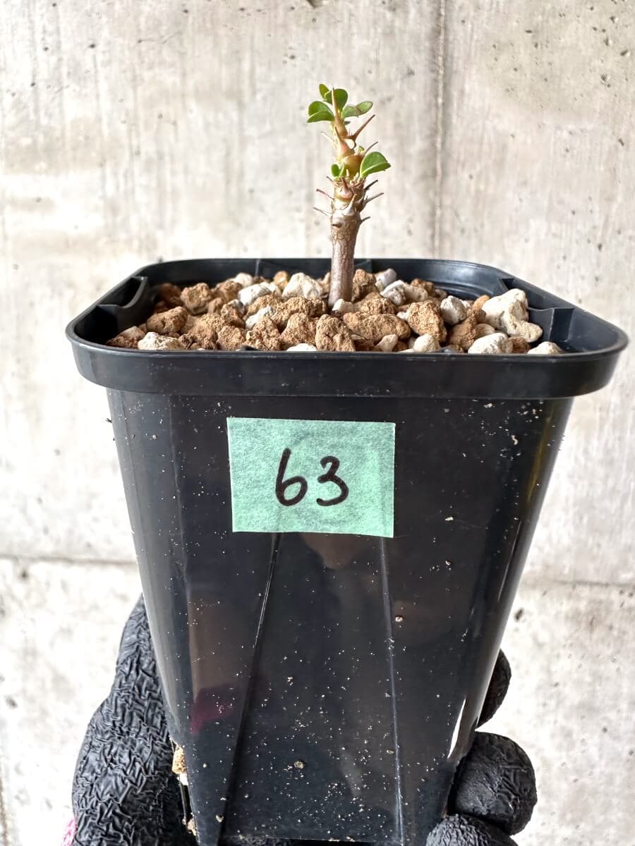 【現品限り】サルコカウロン・バンデリエティアエ【M63】 Sarcocaulon vanderietiae