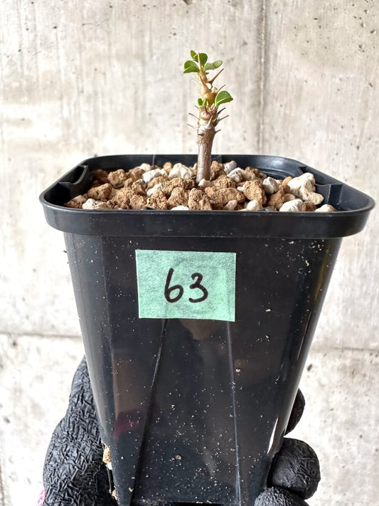 【現品限り】サルコカウロン・バンデリエティアエ【M63】 Sarcocaulon vanderietiae