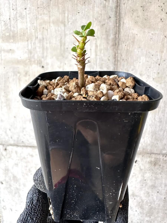 【現品限り】サルコカウロン・バンデリエティアエ【M63】 Sarcocaulon vanderietiae