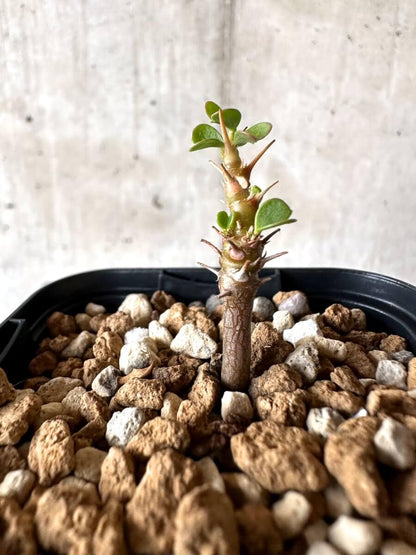 【現品限り】サルコカウロン・バンデリエティアエ【M63】 Sarcocaulon vanderietiae