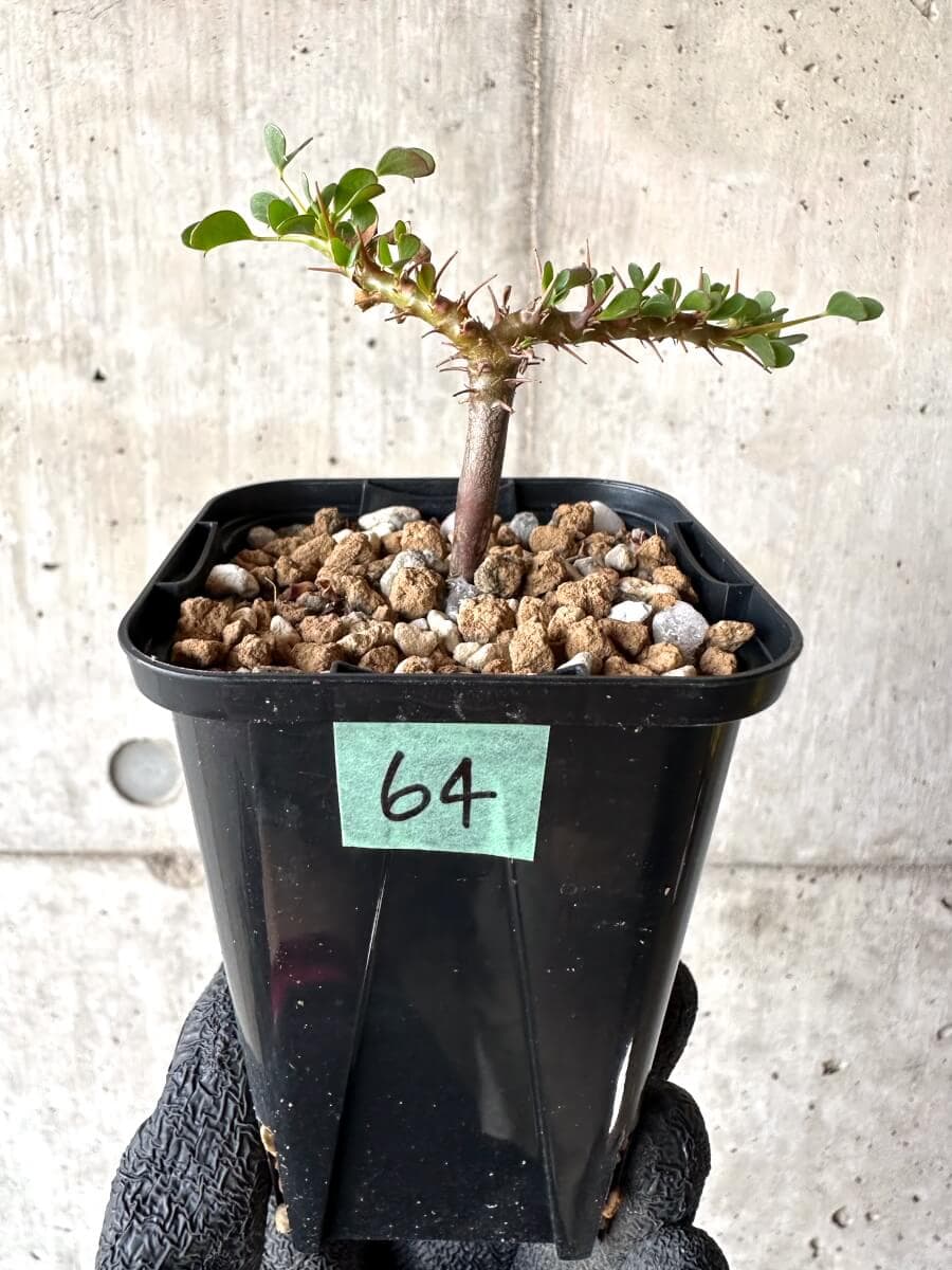 【現品限り】サルコカウロン・バンデリエティアエ【M64】 Sarcocaulon vanderietiae