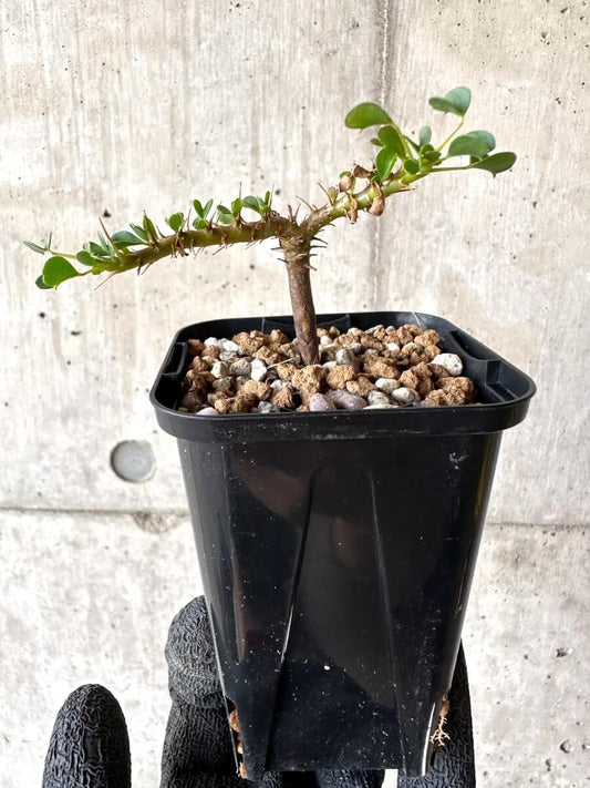 【現品限り】サルコカウロン・バンデリエティアエ【M64】 Sarcocaulon vanderietiae