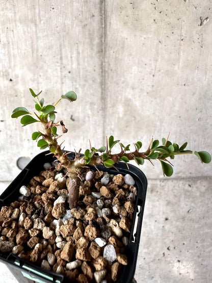 【現品限り】サルコカウロン・バンデリエティアエ【M64】 Sarcocaulon vanderietiae