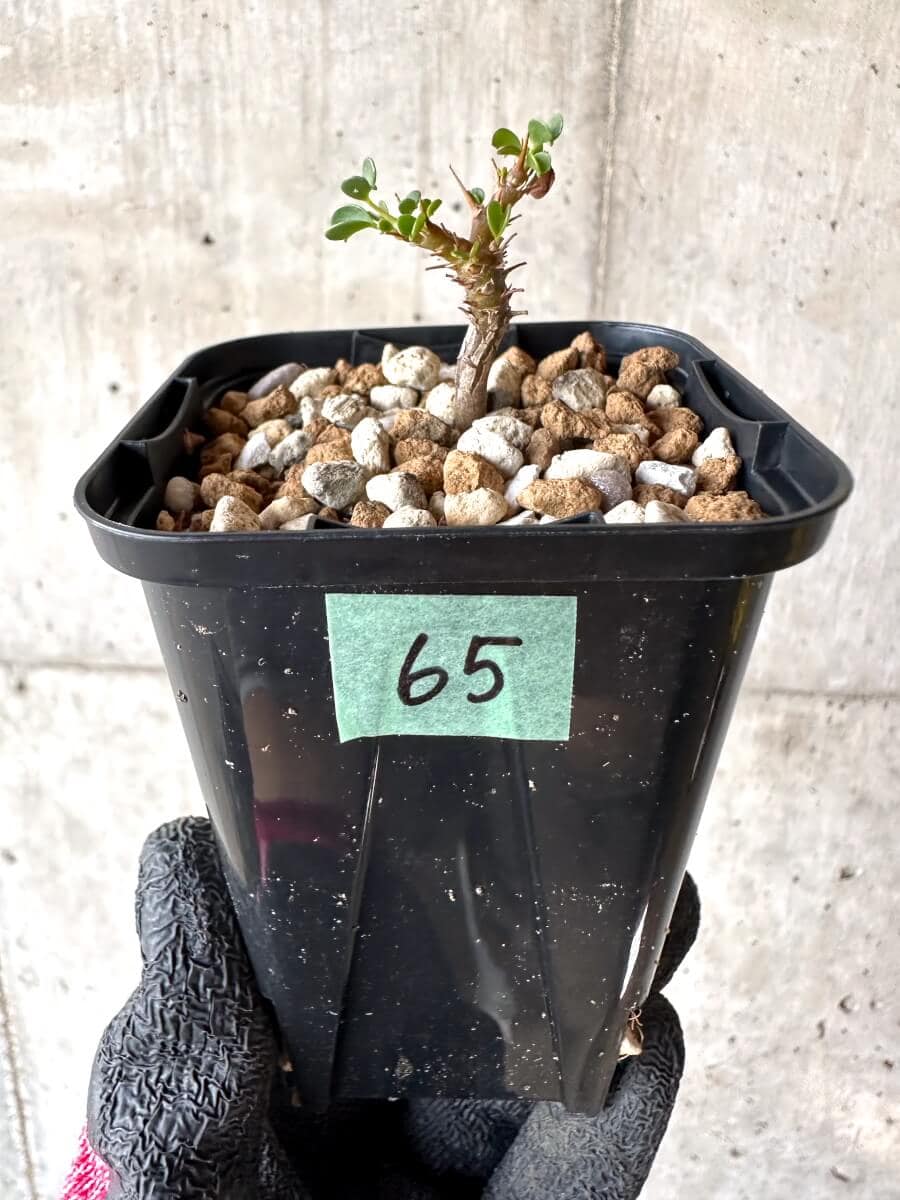 【現品限り】サルコカウロン・バンデリエティアエ【M65】 Sarcocaulon vanderietiae