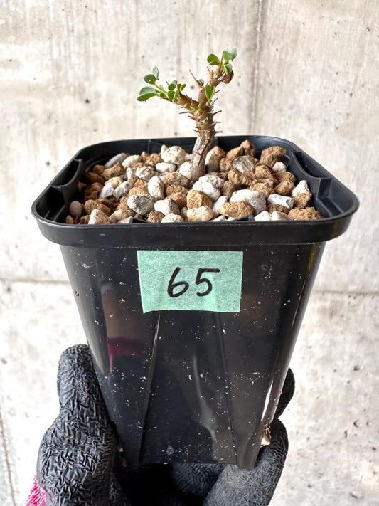 【現品限り】サルコカウロン・バンデリエティアエ【M65】 Sarcocaulon vanderietiae